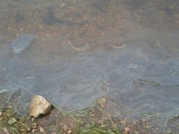 Министерство природы Якутии проверяет сообщение о нефтяной пленке в реке Нюя