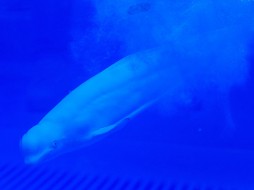 Спасатели на Камчатке освободили из рыбацких сетей запутавшего в них "краснокнижного кита-белуху"