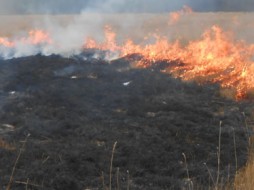 В Мегино-Кангаласском районе Якутии выявлен сенокосчик, виновный в возникновении лесного пожара
