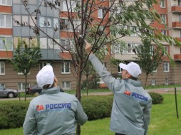 В Санкт-Петербурге из конкурса исключили сад с приклеенными скотчем свежими ветками