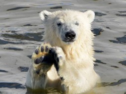 В ноябре медвежонок  Хаарчаана отправится в Ленинградский зоопарк