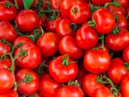 Якутские тепличные помидоры покажут на Восточном экономическом форуме