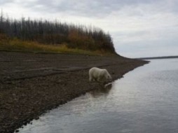 Белого медвежонка в Среднеколымском районе ждут отлов и транспортировка - Минприроды Якутии 