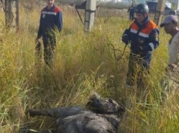В Якутске спасатели вытащили застрявшую в болоте лошадь 
