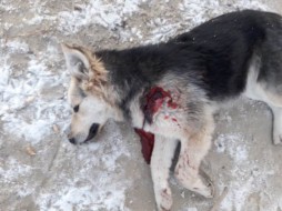 В Якутске снова уничтожают собак