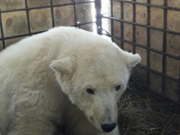 Московское отделение ЕР объявило конкурс на кличку для медвежонка из Якутии