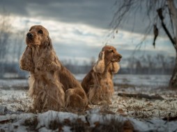 В Якутске пройдет семинар для владельцев охотничьих пород собак