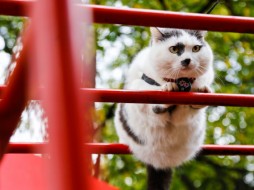 В Калининграде живет кот Лева, знающий 22 команды 