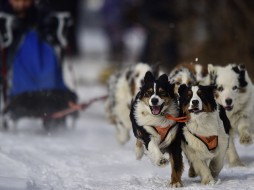 В Якутии разработали туры на собачьих упряжках 