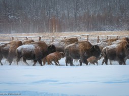 В Якутии лесных бизонов выпустили в естественную среду обитания