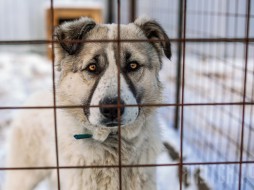 Законопроект об ответственном обращении с животными могут рассмотреть на следующей неделе