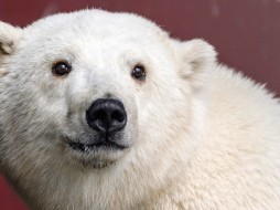 Ленинградский зоопарк ждет из Якутии маленькую белую медведицу