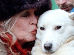 Брижит Бардо просит президента России взять под защиту бездомных животных  