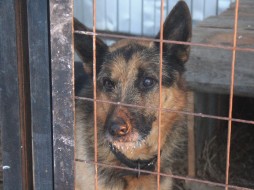 В Якутии виновные в нарушении порядка отлова и содержания безнадзорных животных привлечены к ответственности