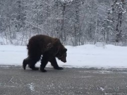 Медвежонок, найденный на Маганском тракте, сбежал с притравочной станции?