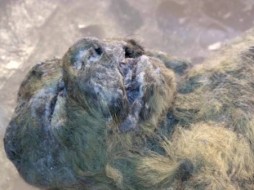 Учёные из Японии изучают уникальных пещерных львят в Якутии 