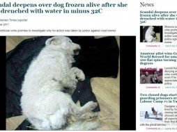 О замерзшей в Якутске белой собаке написали зарубежные СМИ