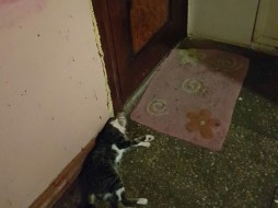 В Якутске в «кошкином доме» женщина убила собственного кота