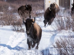 Из Канады в Якутию завезут очередную партию бизонов 