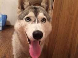 В Якутске за найденную собаку вымогали 20 тысяч рублей