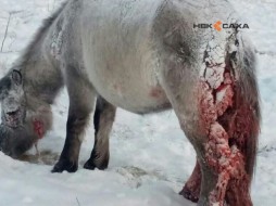 В Якутии на домашнюю лошадь напали волки