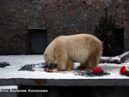 Белый медвежонок из Якутии официально стал обитателем Ленинградского зоопарка