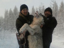 В Якутии в капкан попался огромный матерый волк 