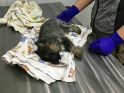 В Якутске щенка пытались убить и выкинули в мусорный бак ВИДЕО