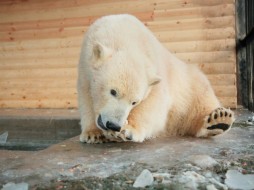 Фото медведицы Харчааны из Ленинградского зоопарка