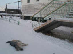 В Якутске жители жалуются на трупы собак "с признаками отравления"