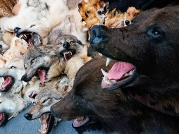 "В Якутии собак, обученных на подсадном медведе, на охоту не берут" - эксперт