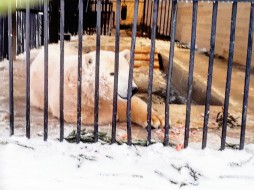У якутской медведицы Харчааны в Санкт-Петербурге "трехвольерные хоромы"