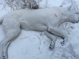 В Якутске убивают собак ФОТО 18+