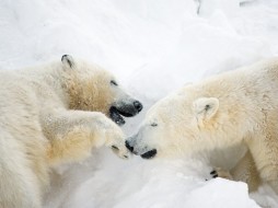 Белые медведи Колымана и Ломоносов в начале марта объединятся