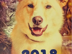 Якутские зоозащитники выпустили к Году собаки самый добрый календарь