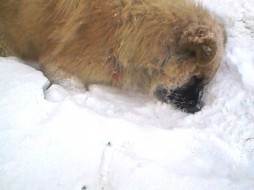 В Якутске средь бела дня стреляют в собак