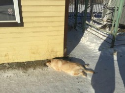 В Якутске стреляли в собак