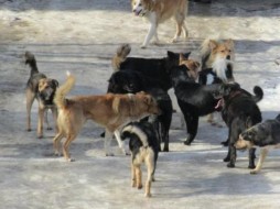 В Якутии на регулирование численности безнадзорных животных выделено более 24 млн рублей