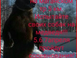 В Якутске занимаются контактными притравками на живых медведей