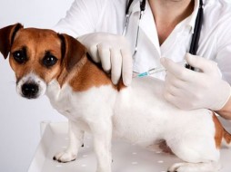 В Якутске пройдет бесплатная вакцинация домашних животных от бешенства