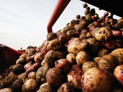 Россельхознадзор вводит ограничения на ввоз картофеля из Египта