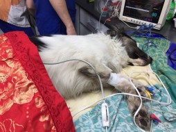 В Якутске собака пролежала вмерзшей в снег более суток