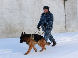 Служебные собаки предотвратили переброс запрещенных предметов в колонии №1 Якутска