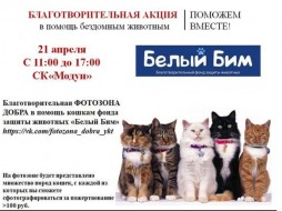 В Якутске пройдет Благотворительная фотозона Добра с кошками