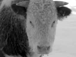 В Якутии умер «морозостойкий» бычок, самостоятельно зимовавший в лесу