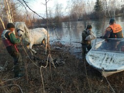 В Намском районе спасатели вывели с острова, отрезанного водой, лошадей с жеребятами