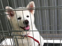 В Японии покажут щенка акита-ину, которого выбрала фигуристка Алина Загитова 