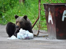 В Нерюнгри решили уничтожить медведей, которые бродят в районе больницы