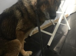Погибшая в Якутске собака Кира помогла шестерым другим собакам