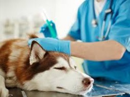 В Якутске животные могут получить бесплатную прививку от бешенства